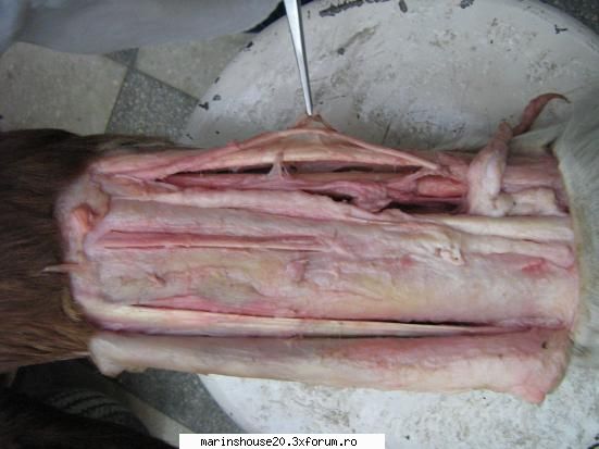 ... poze anatomie