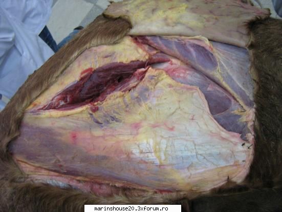 ... poze anatomie
