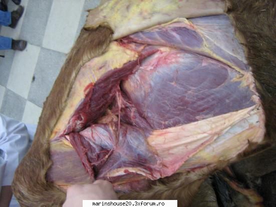 ... poze anatomie