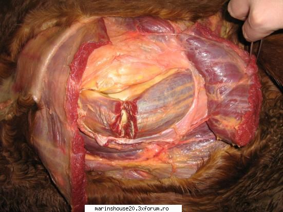 ... poze anatomie