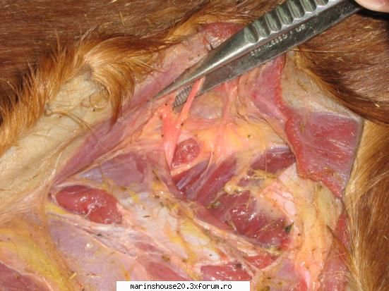 ... poze anatomie