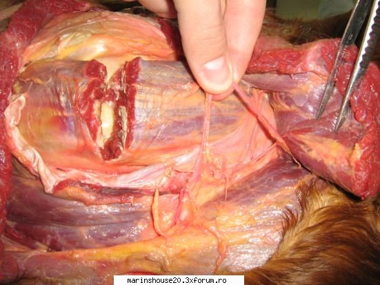 ... poze anatomie