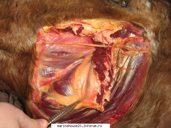 ... poze anatomie