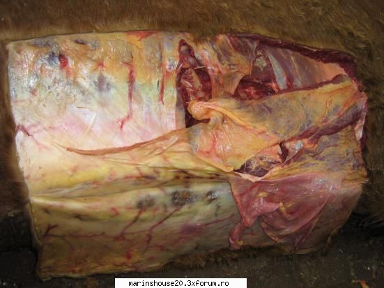 ... poze anatomie