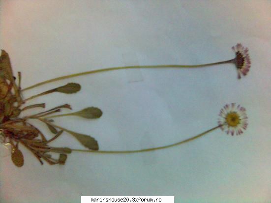 Poze pentru Biologie Vegetala - marinshouse20 - Pozele diverse