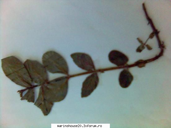 Poze pentru Biologie Vegetala - marinshouse20 - Pozele diverse