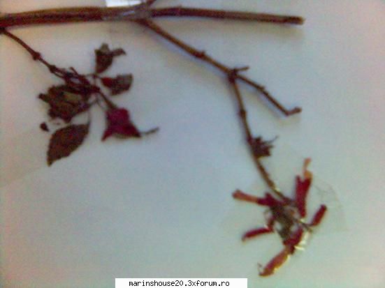 Poze pentru Biologie Vegetala - Jales de Gradina - Pozele diverse