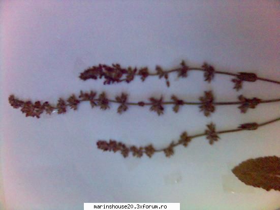 Poze pentru Biologie Vegetala - marinshouse20 - Pozele diverse