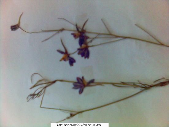 Poze pentru Biologie Vegetala - Nemtisorul de camp - Pozele diverse