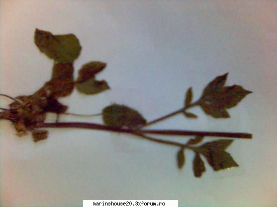odolean poze pentru biologie vegetala