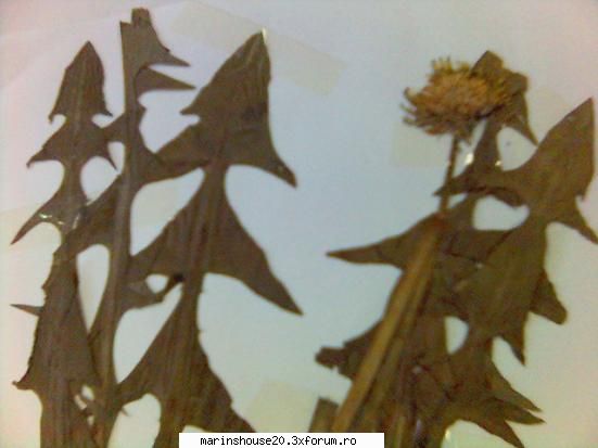 Poze pentru Biologie Vegetala - marinshouse20 - Pozele diverse