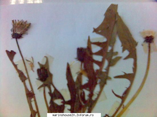Poze pentru Biologie Vegetala - marinshouse20 - Pozele diverse