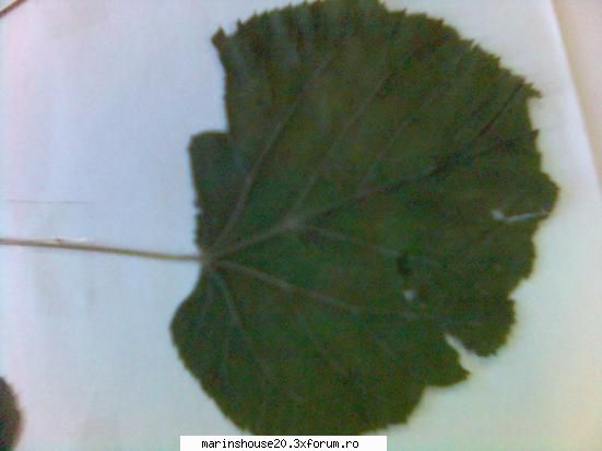 Poze pentru Biologie Vegetala - marinshouse20 - Pozele diverse