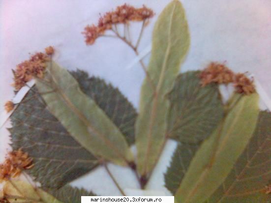 Poze pentru Biologie Vegetala - marinshouse20 - Pozele diverse