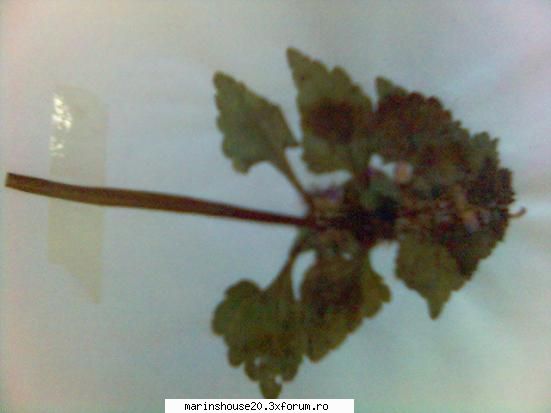Poze pentru Biologie Vegetala - marinshouse20 - Pozele diverse