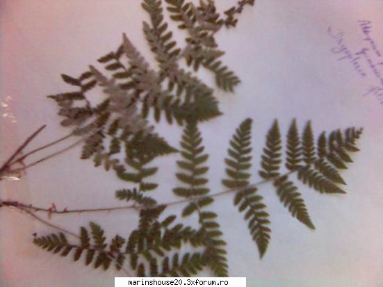 Poze pentru Biologie Vegetala - marinshouse20 - Pozele diverse