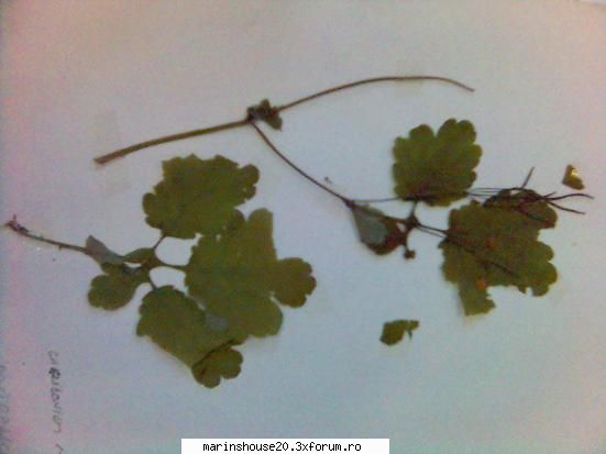 Poze pentru Biologie Vegetala - marinshouse20 - Pozele diverse