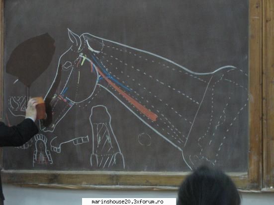 Schite Curs Anatomie.... - marinshouse20 - Pozele diverse