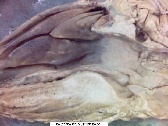 Splahnologia (Aparatul resiprator - Cav. Bucala) - marinshouse20 - Pozele diverse