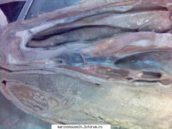 Splahnologia (Aparatul resiprator - Cav. Bucala) - marinshouse20 - Pozele diverse
