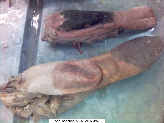 Splahnologia (Aparatul resiprator - Cav. Bucala) - marinshouse20 - Pozele diverse