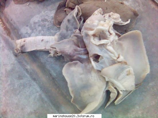 Splahnologie(Aparatul respirator) - marinshouse20 - Pozele diverse