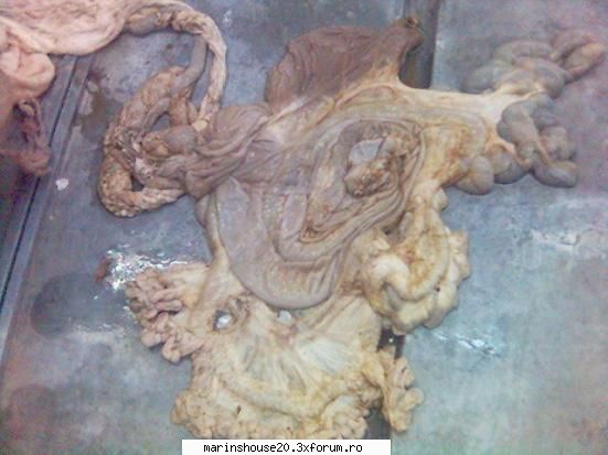 Splahnologie (stomac si intestine) - marinshouse20 - Pozele diverse