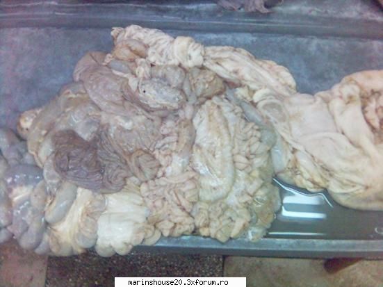 Splahnologie (stomac si intestine) - marinshouse20 - Pozele diverse