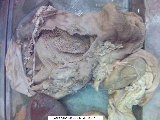 Splahnologie (stomac si intestine) - marinshouse20 - Pozele diverse
