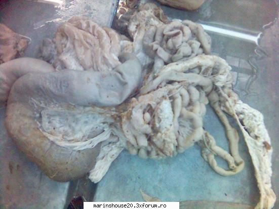 Splahnologie (stomac si intestine) - marinshouse20 - Pozele diverse