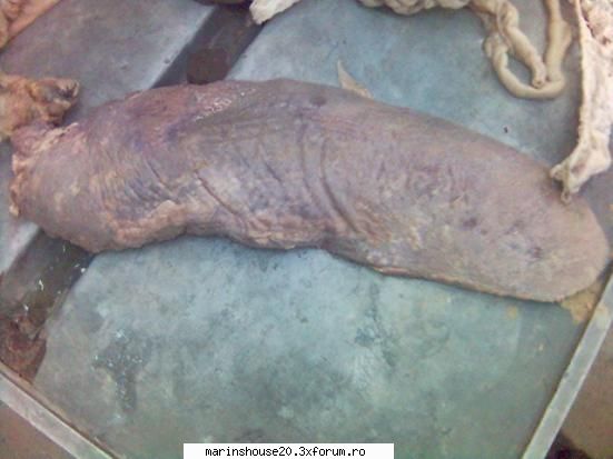 Splahnologie (stomac si intestine) - marinshouse20 - Pozele diverse