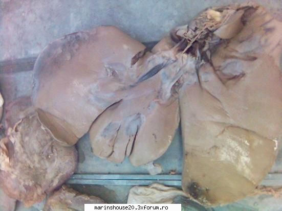 Splahnologie (stomac si intestine) - marinshouse20 - Pozele diverse