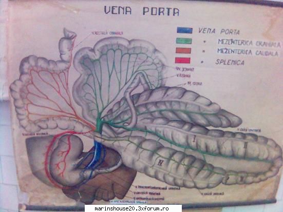 Splahnologie (stomac si intestine) - marinshouse20 - Pozele diverse