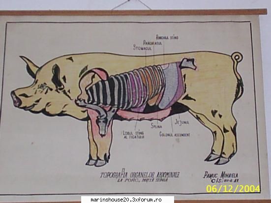 :hi: topografia organelor abdominale la porc