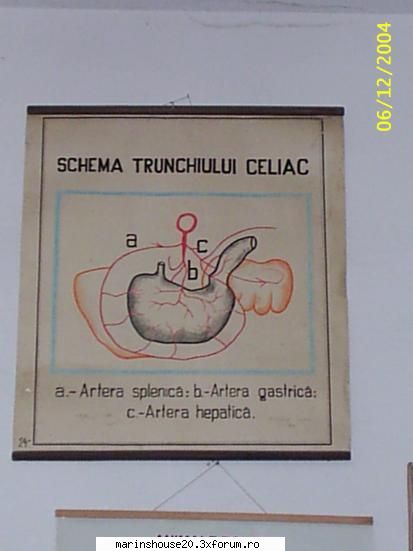 topografia organelor abdominale la porc - schema trunchiului celiac - Pozele diverse